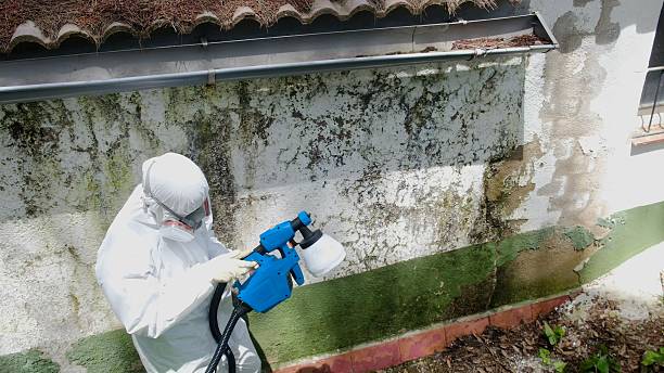 Trusted Mold Remediation service in Kendall Park, NJ - Cheap Mold Removal